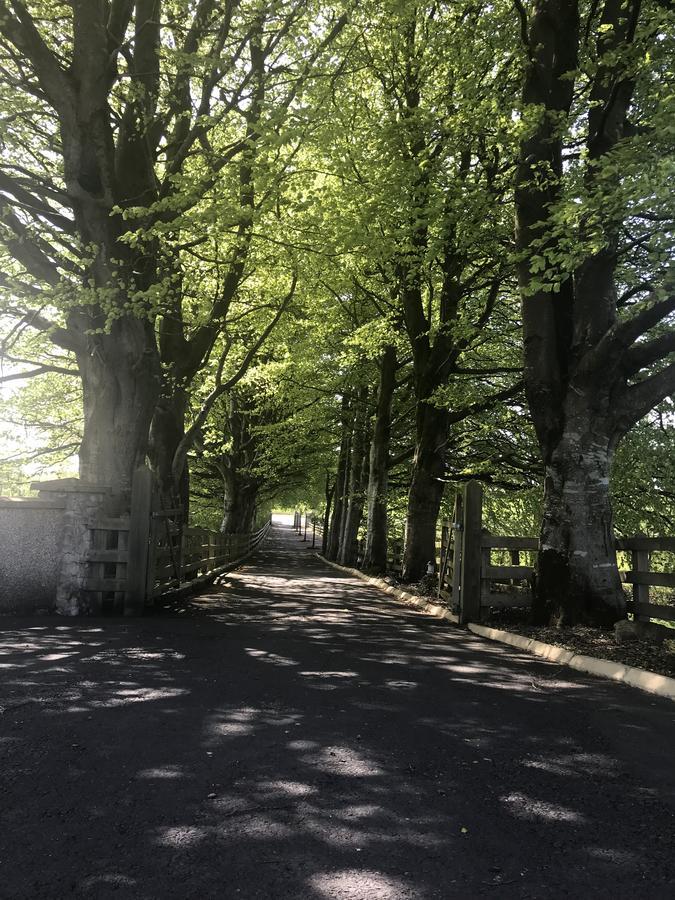 CullybackeyBeechtree Manor住宿加早餐旅馆 外观 照片