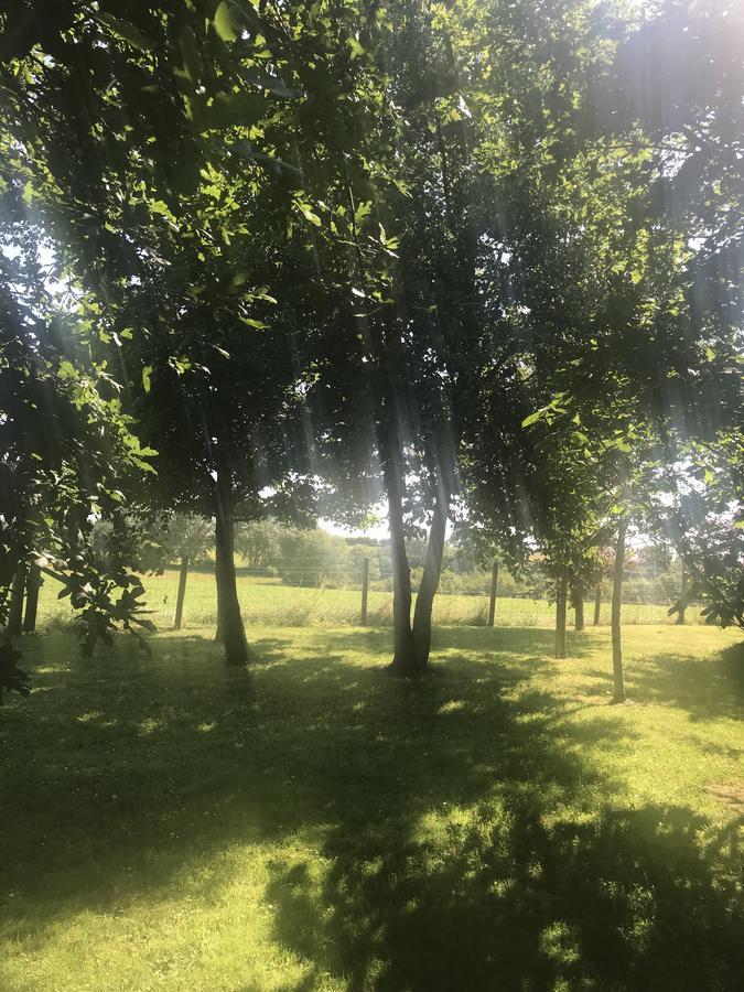 CullybackeyBeechtree Manor住宿加早餐旅馆 外观 照片